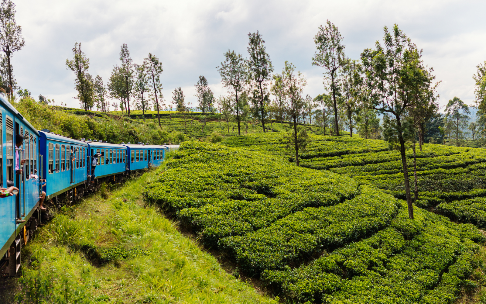Sri Lanka Black Tea